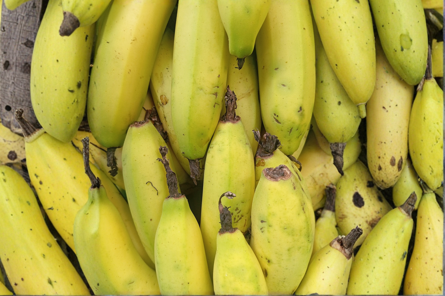 Dwarf Cavendish Banana Live Starter Plant – Musa acuminata 'Dwarf Cavendish'