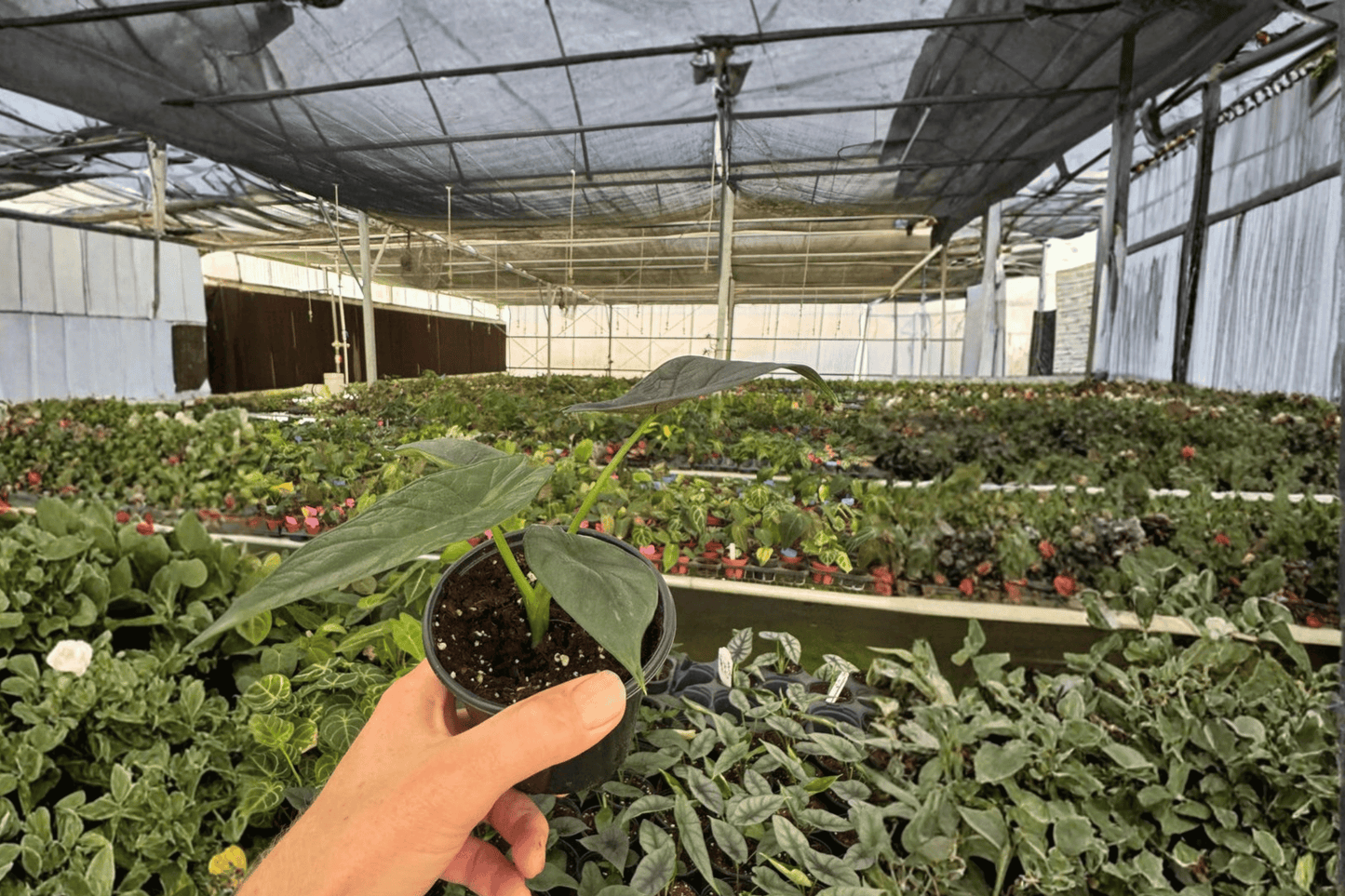 2 Alocasia 'Dragon Wings' (Scalprum × Dragon Scale) Live Plants in 4-Inch Pots