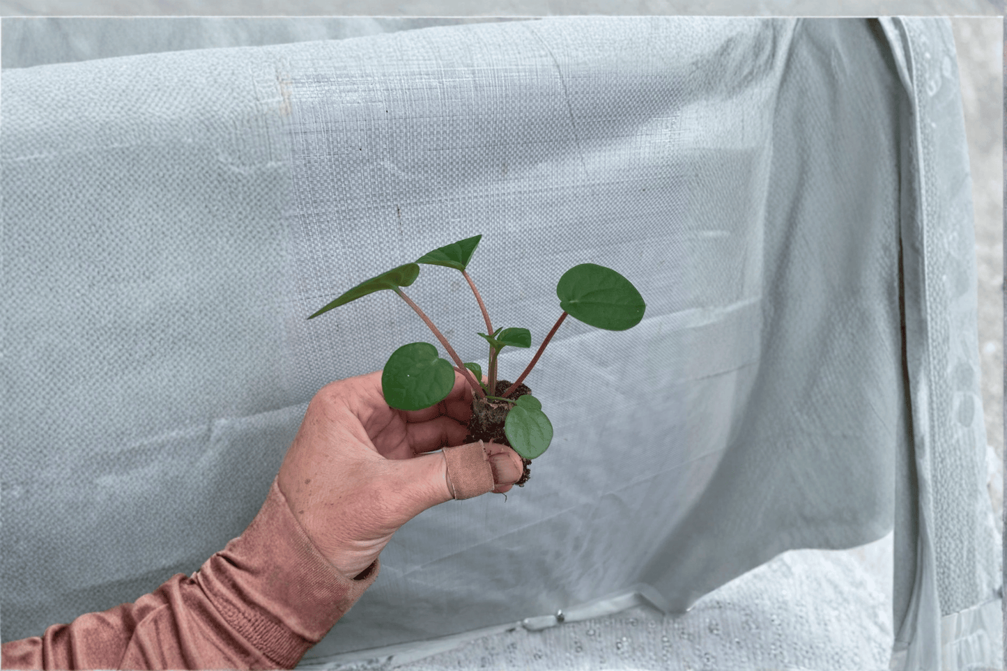 Peperomia Rana Verde 2 Starter Live Plants – Peperomia albovittata ‘Rana Verde’