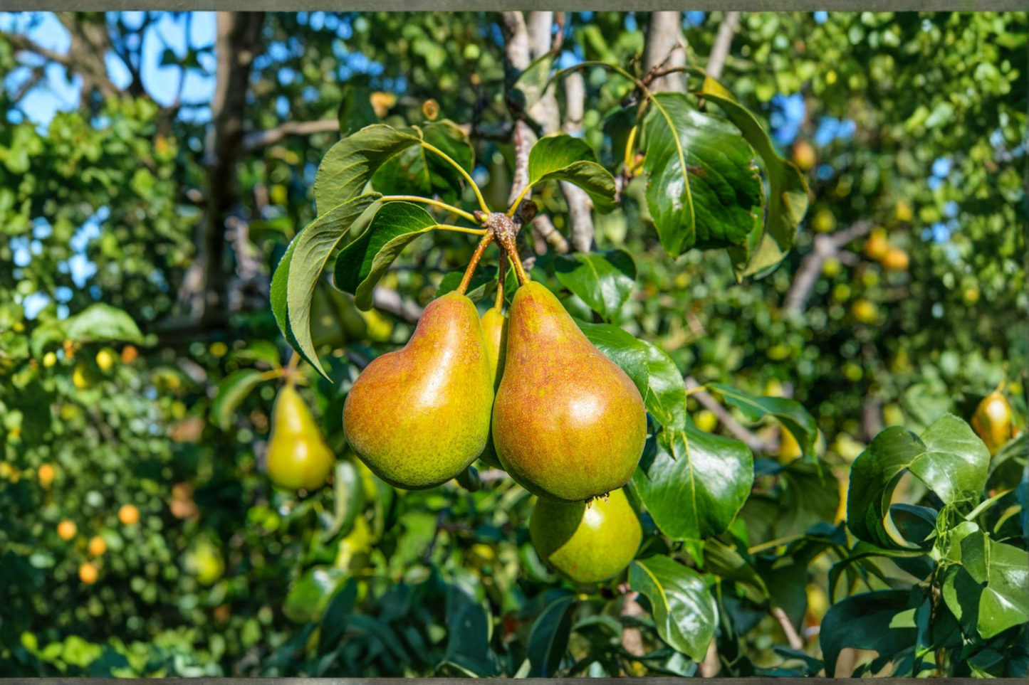 Ayers Pear Tree Live Plant 4-6 Ft Sweet Pear Fruit Tree for Garden Backyard Orchard Outdoor Growing Plant