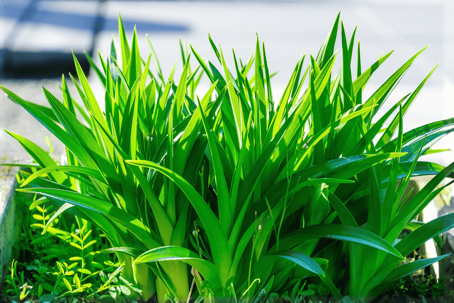 Licorice Sweet Flag 1 Live Plant – 4-Inch Pot – Acorus gramineus ‘Licorice’