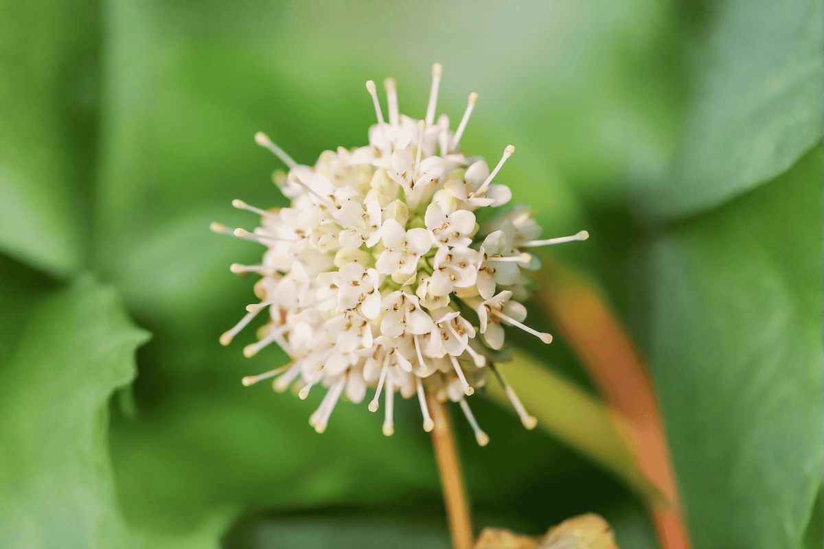 Magical Moonlight Buttonbush 1 Live Shrub – Cephalanthus ‘Magical Moonlight’ – 3 Gallon Pot – 15″
