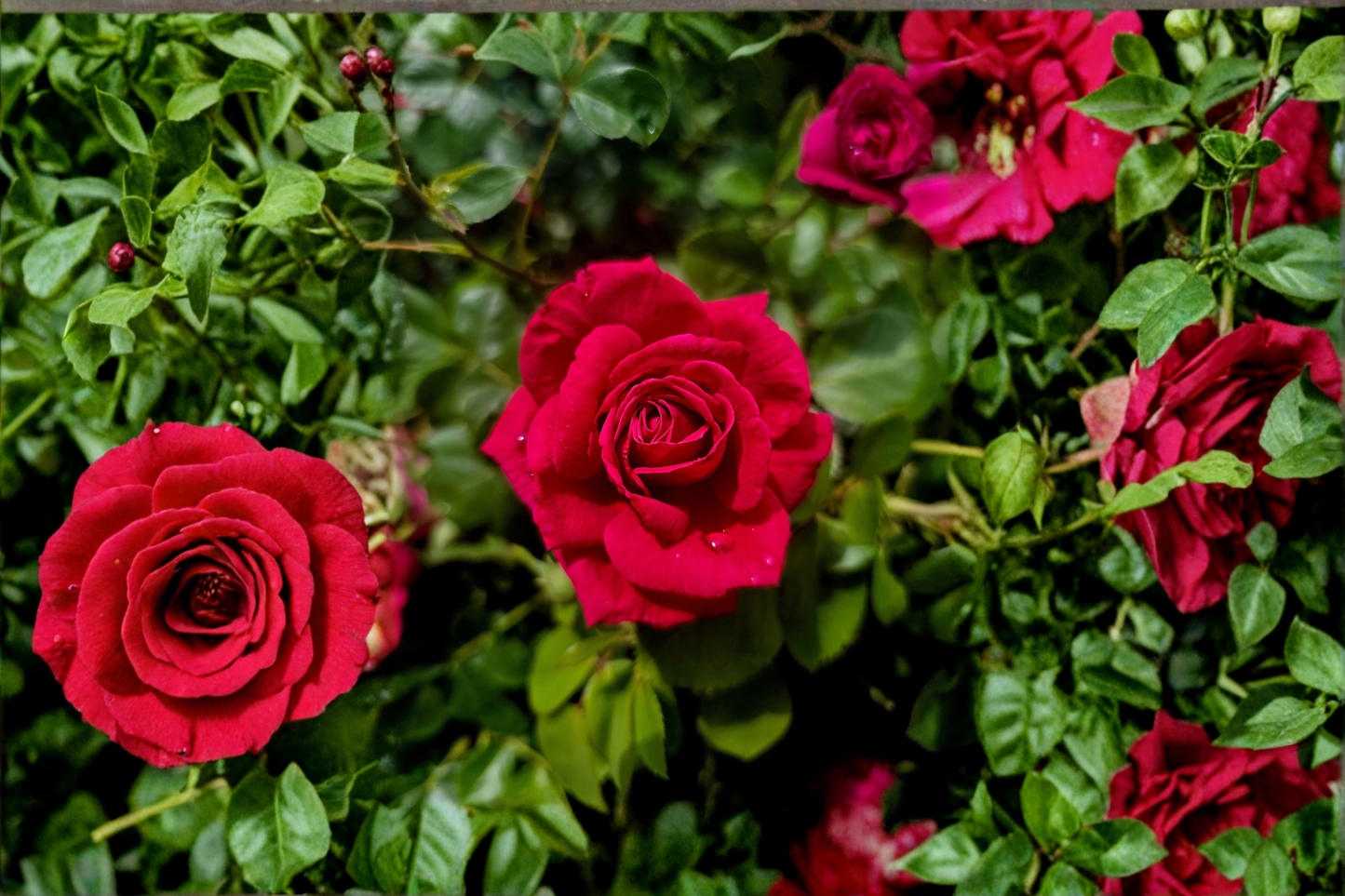 Dr. Huey Rose 8 Live Cuttings – Rosa 'Dr. Huey' Climbing Rose