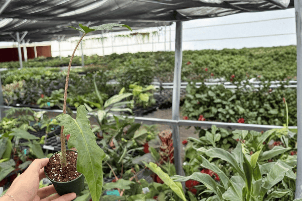 2 Alocasia Boa Starter Plants – 2” Pot Size – Alocasia ‘Boa’