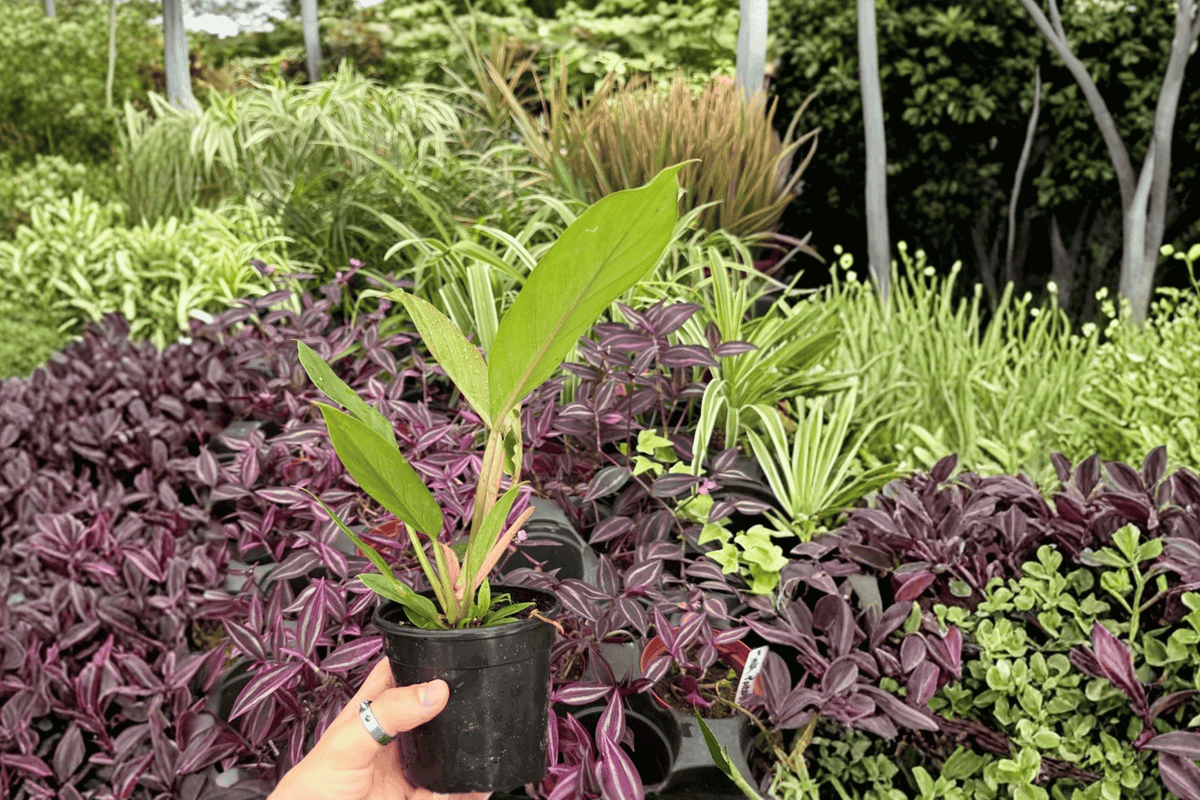 Philodendron Pluto “Choco Empress” 2 Exact Live Plants – 4” Size
