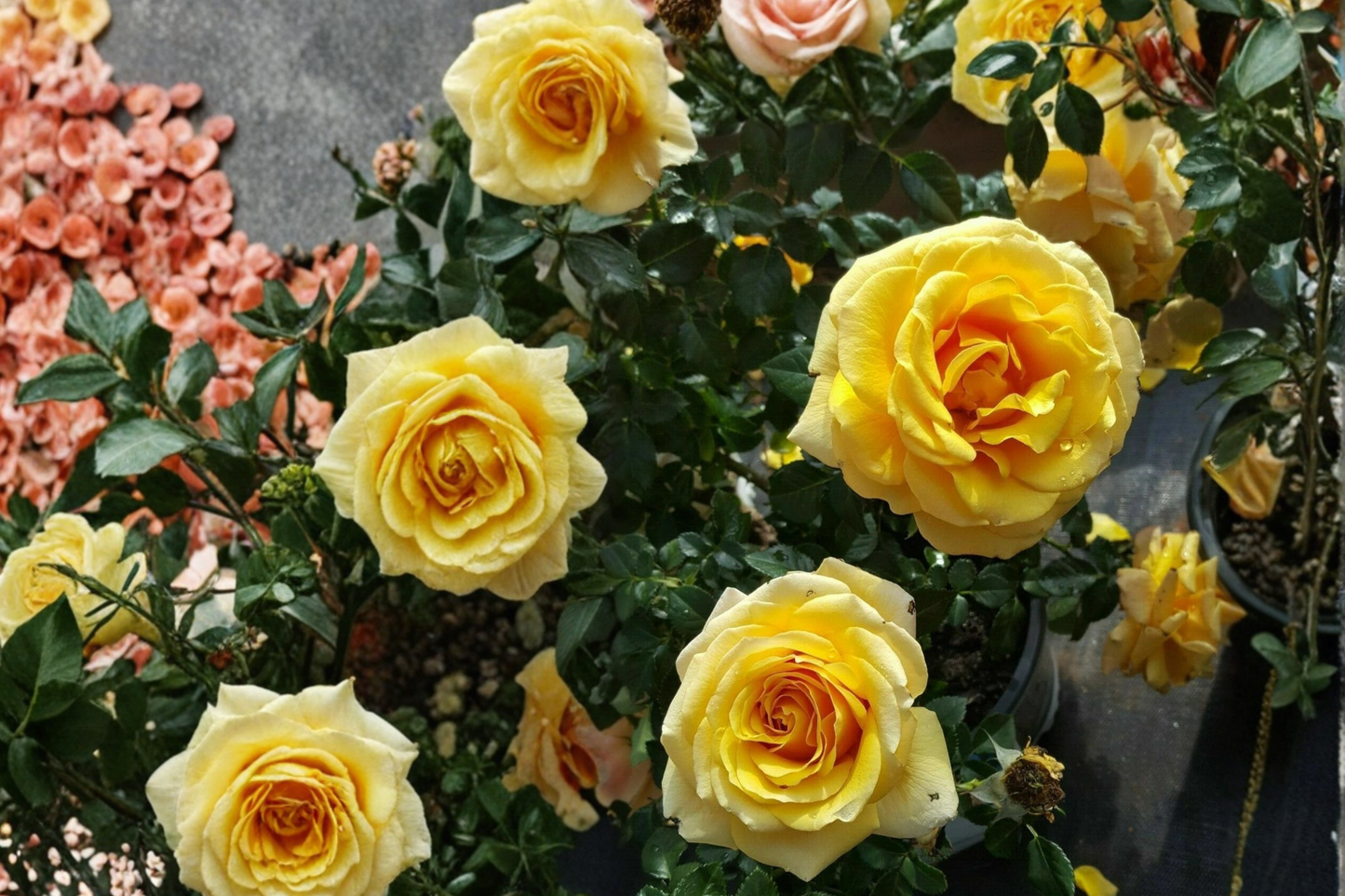 St Tropez Floribunda Rose Plant 1 Gallon Live Bush, Orange Pink Flowering Rose for Garden Landscape