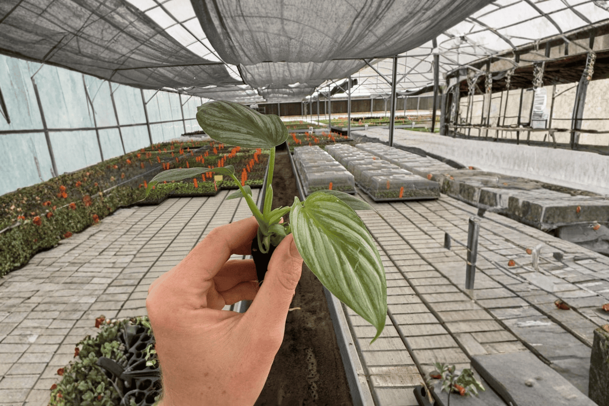 2 Philodendron Pastazanum Silver Cloud Starter Plants – Philodendron pastazanum ‘Silver Cloud’