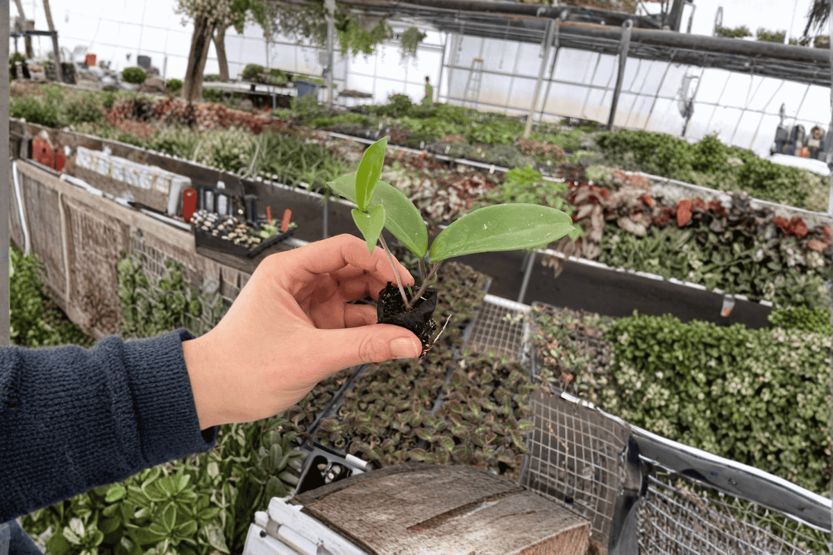 Hoya Jade 2 Live Starter Plants – 2-Inch Starter Size – Hoya carnosa