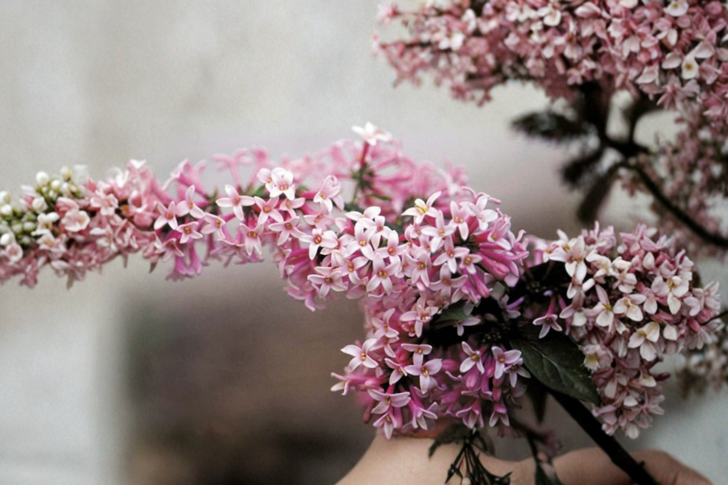 Miss Canada Lilac Live Plant 2 Gallon Pot – Syringa prestoniae Pink Flowering Shrub Cold Hardy Spring Garden Hedge