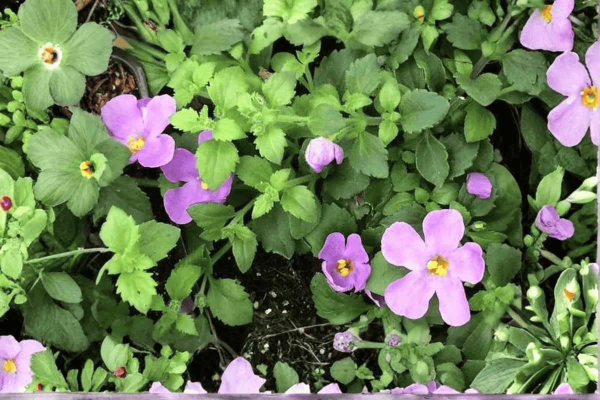 Scopia Gulliver Blue Bacopa 1 Live Plant – 4-Inch Pot – Sutera cordata ‘Scopia Gulliver Blue’