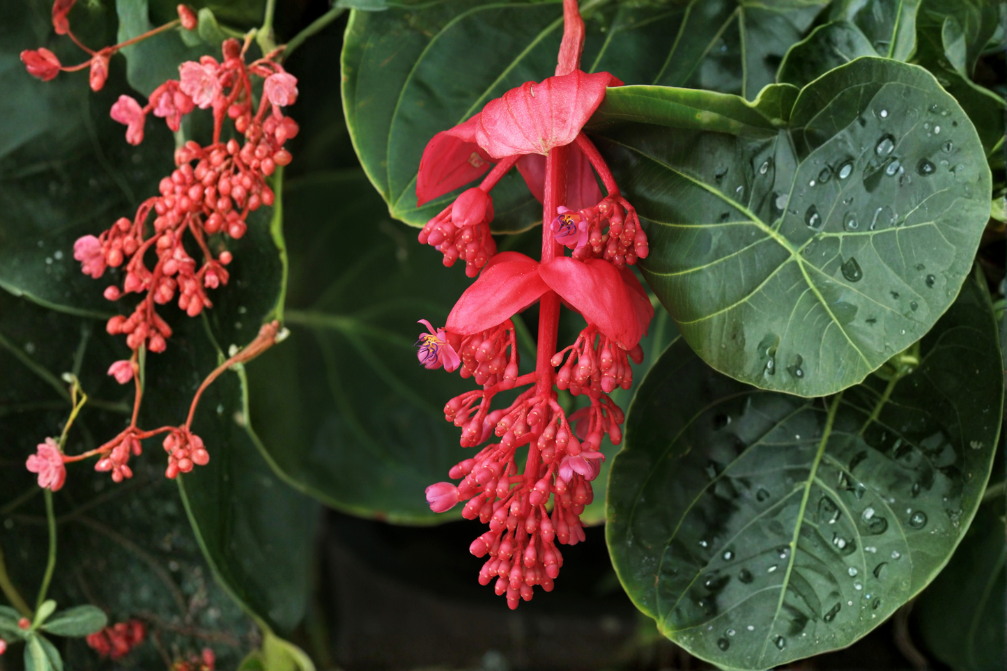 Royal Intenz Medinilla Magnifica Live Starter Plant – Well Rooted Tropical Plant in Pot