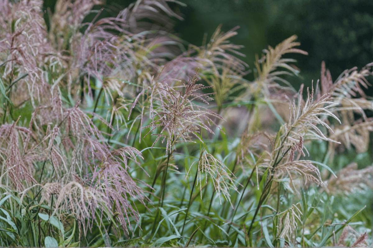 Dream Catcher Smoky Rose Switchgrass 1 Live Plant – Panicum virgatum ‘Nonesory’ – 3 Gallon Pot