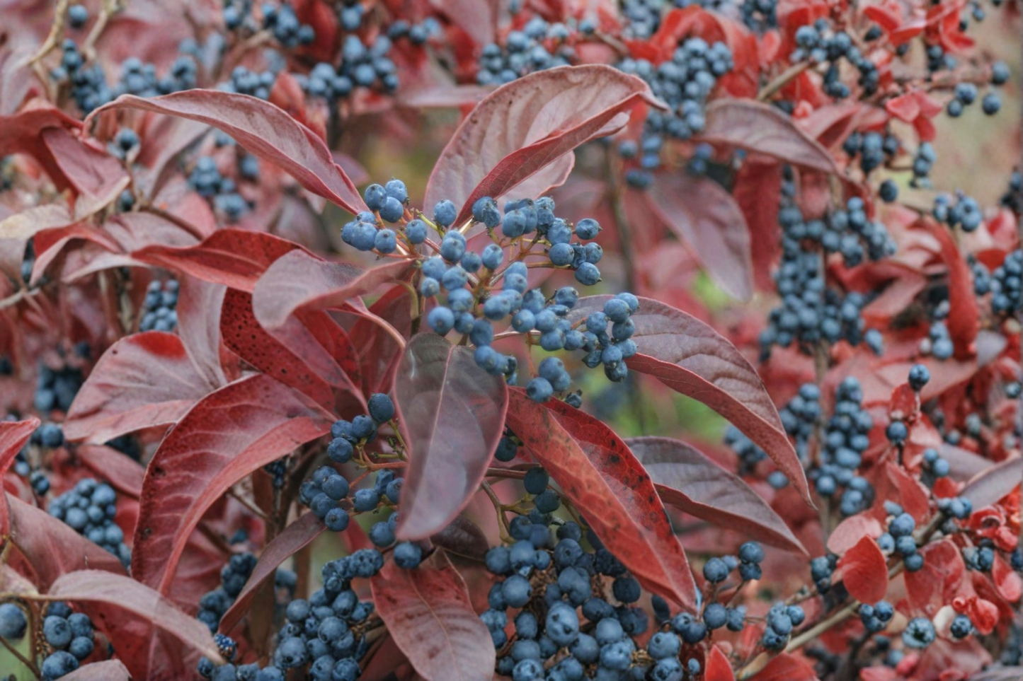 Smooth Viburnum Live Plant 1 Gallon – Viburnum nudum Native Shrub with Seasonal Berries for Garden Landscape