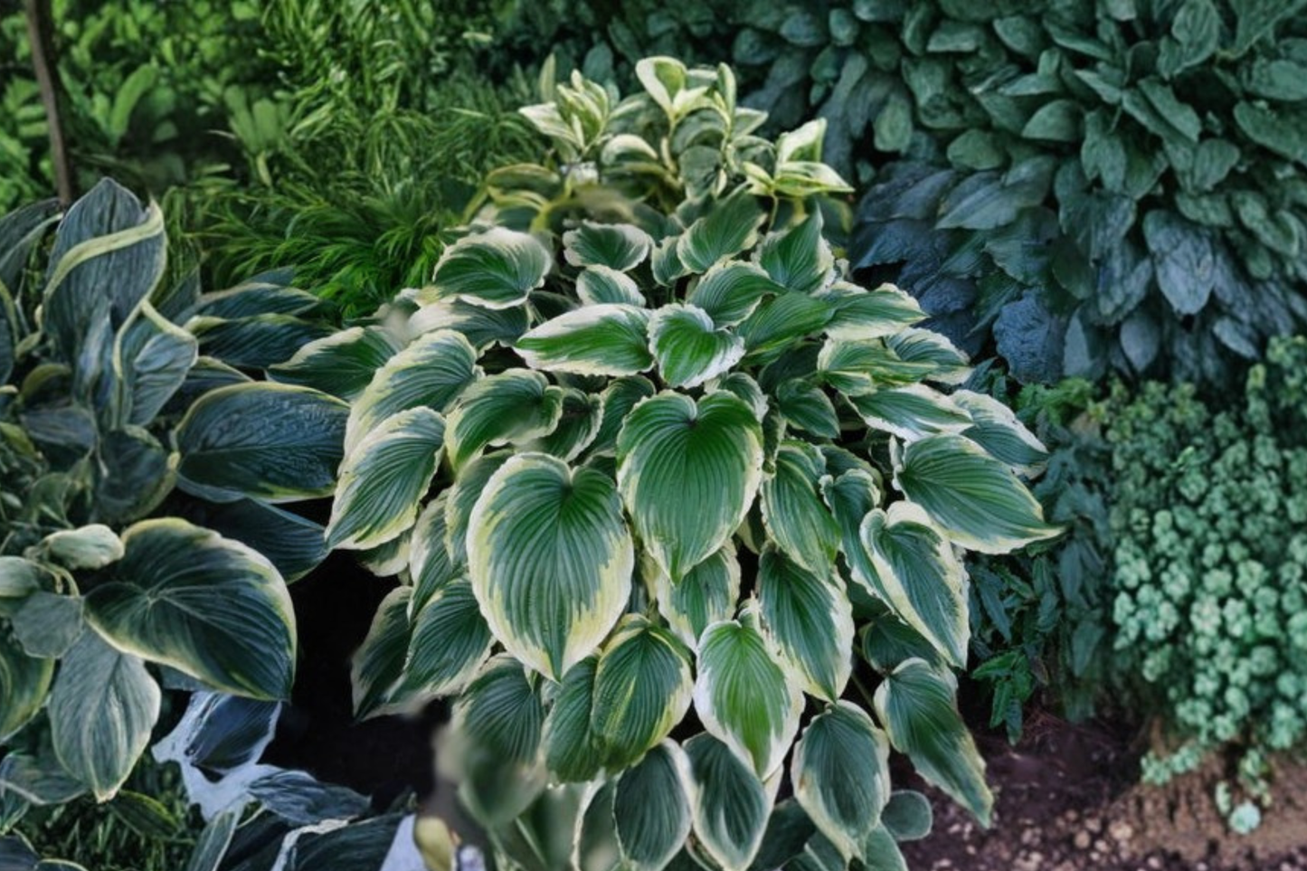 Drop Dead Gorgeous Hosta 3 Inch Pot Variegated Shade Perennial Green Yellow Leaf Garden Starter Plant