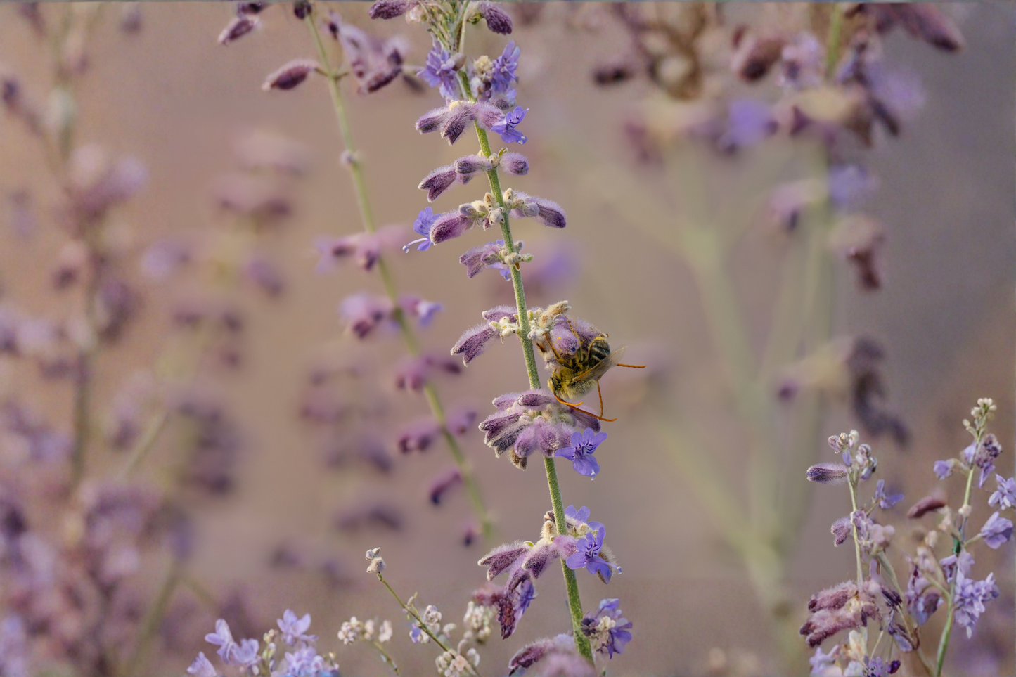 Perovskia Prime Time Russian Sage Live Plants 3 Rooted Starters 1 Qt Pots Purple Blooms Drought Tolerant Perennial