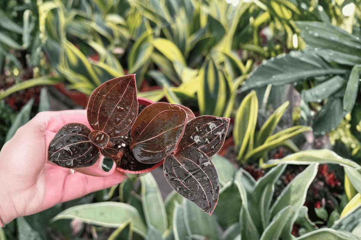 2 Ludochilus 'Sea Turtle' Jewel Orchid Starter Plants – Bare Root Live Plants