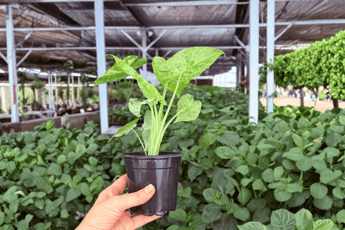 Alocasia Odora Batik 2 Exact Live Plants – Alocasia odora ‘Batik’ Specific 4” Size Bare Root