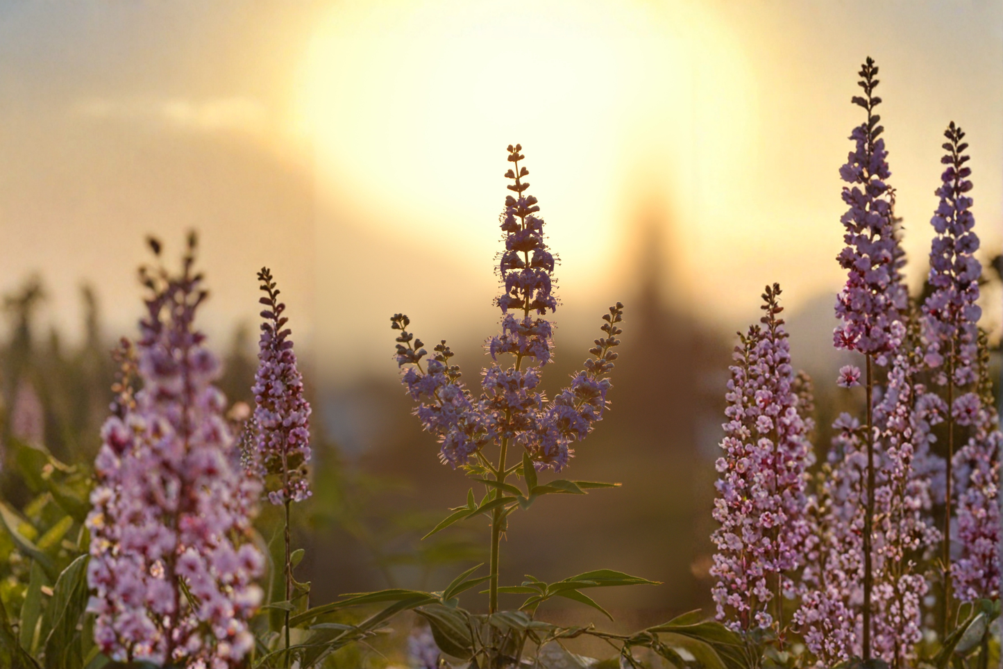 Vitex Chaste Tree Live Plant – Lilac Chasteberry (Vitex agnus-castus)