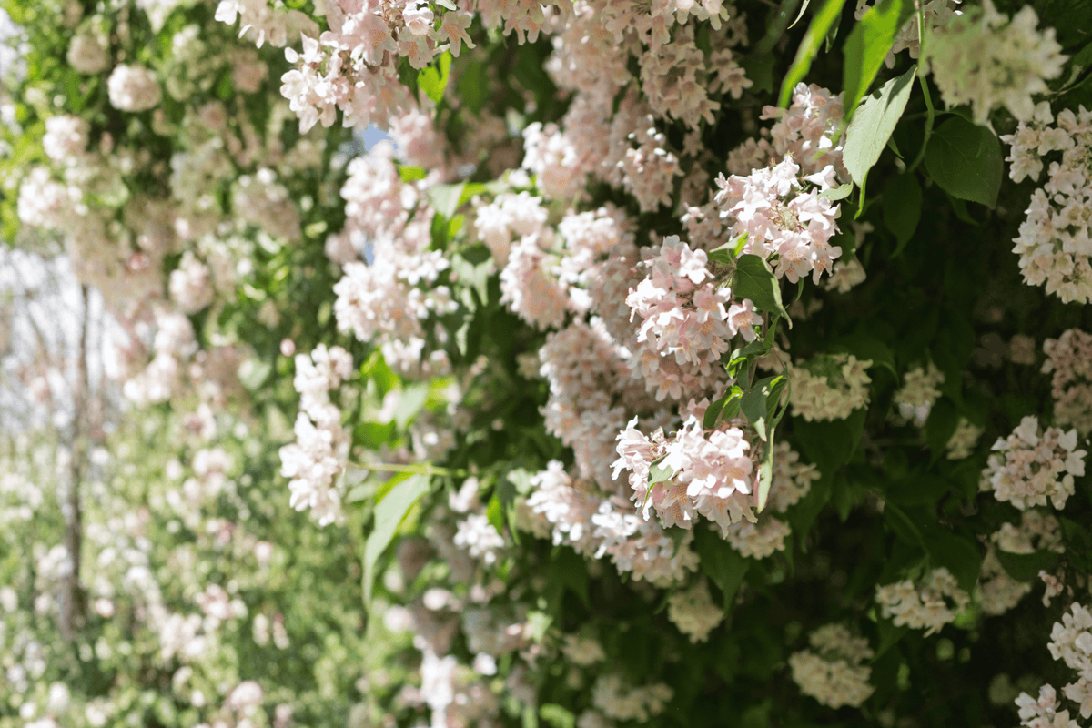 Jolene Jolene Beautybush 1 Live Flowering Shrub, 3 Gallon Pot – Kolkwitzia amabilis ‘Jolene Jolene’