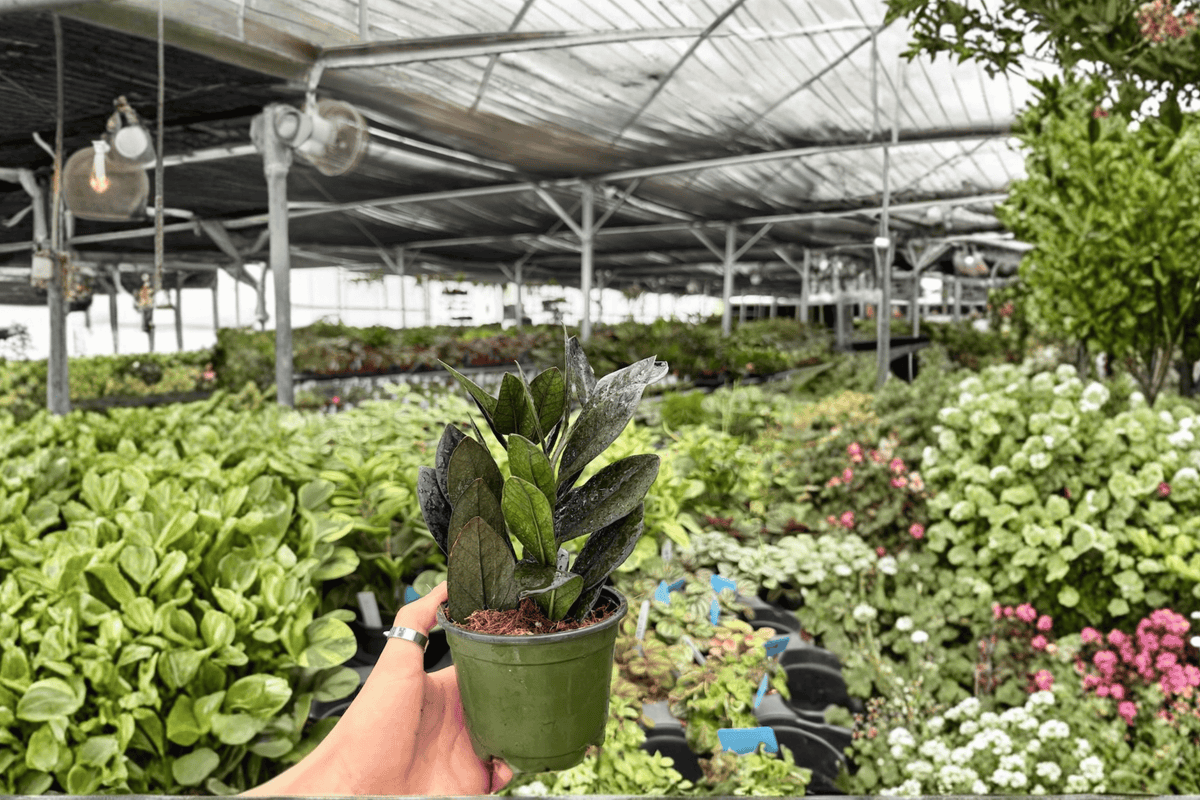 ZZ Black Queen 2 Exact Live Plants – 4-Inch Pots – Zamioculcas zamiifolia