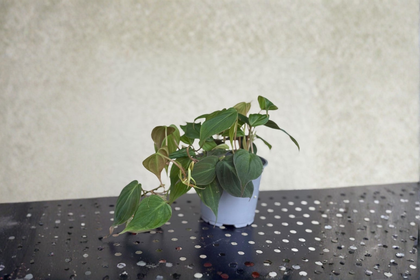 Money Tree Live Plant Pachira Aquatica Rooted Indoor Houseplant Tropical Home Decor Starter Plant Gift