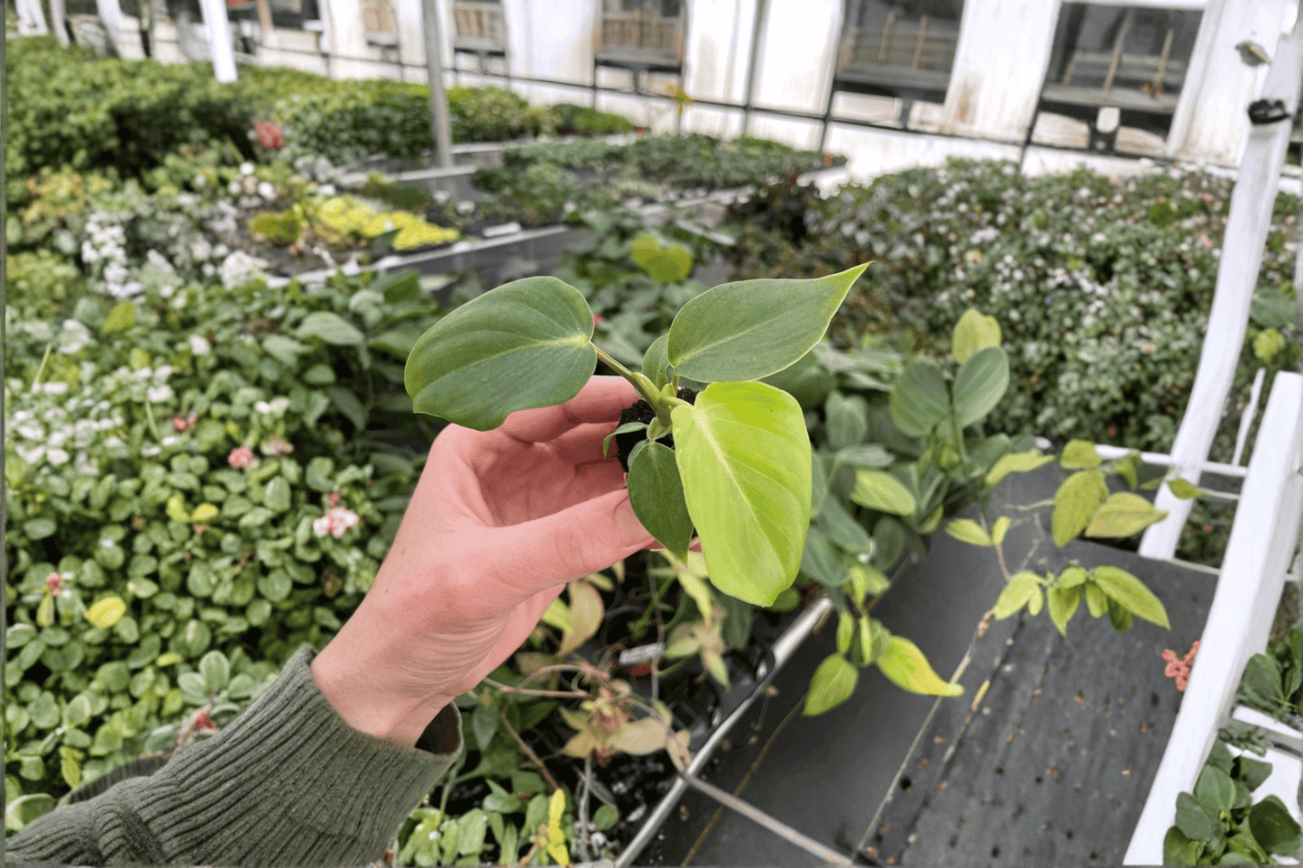 Philodendron Dean McDowell 2 Live Starter Plants – Philodendron Hybrid
