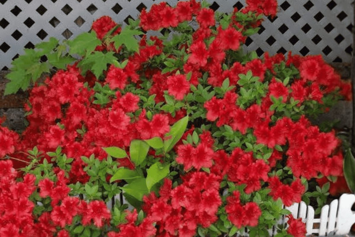 Hot Shot Azalea – 1 Live Flowering Shrub, 3-Gallon Size – Rhododendron ‘Hot Shot’