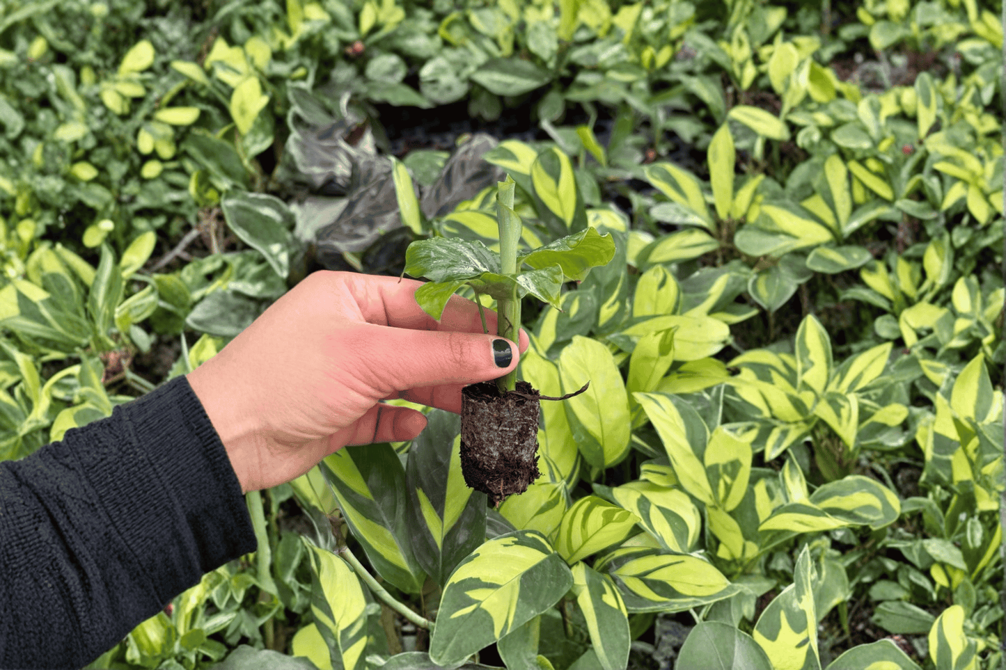 2 Calathea Orbifolia Live Starter Plants – Bare Root Goeppertia orbifolia
