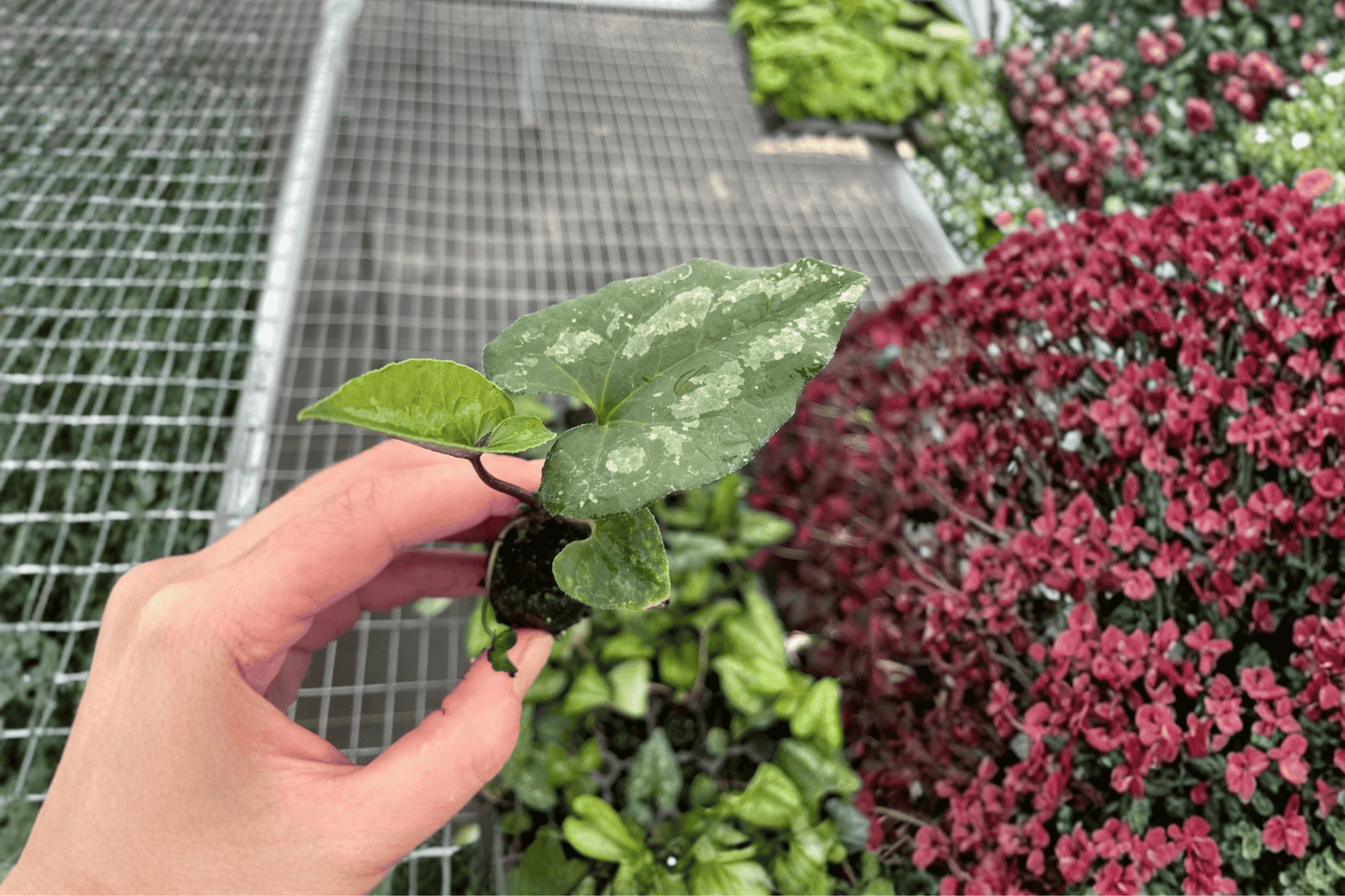 2 Asarum splendens 'Quicksilver' Starter Plants – Bare Root Live Chinese Wild Ginger
