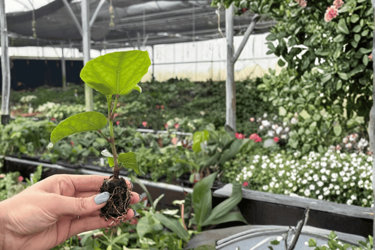 Red Planet Hibiscus 2 Starter Plants – Hibiscus rosa-sinensis Bare Root
