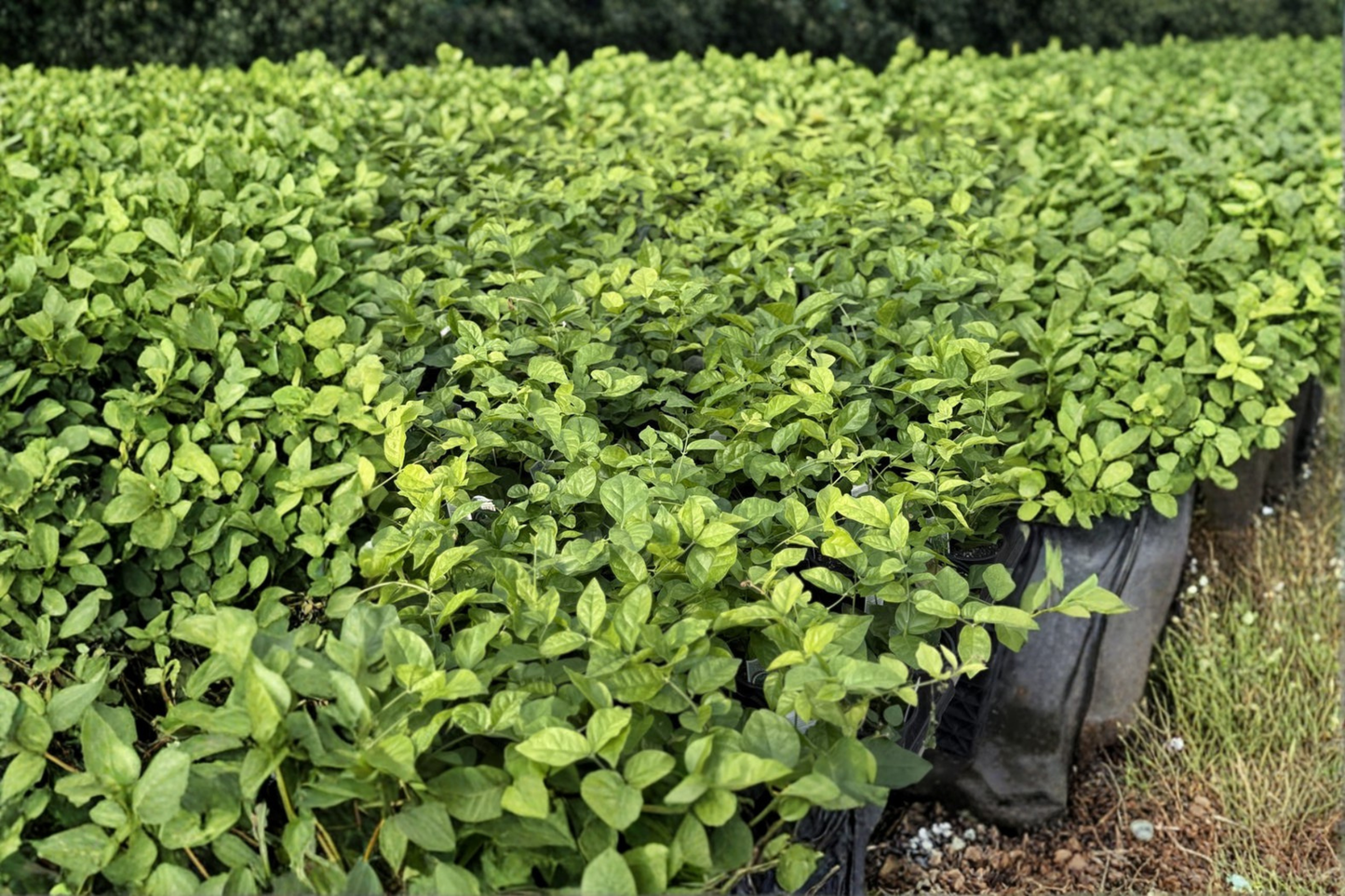 Arabian Jasmine Live Plant Sambac Jasmine Flowering Plant 6 Inch Pot Indoor Outdoor Garden Gift for Beginners