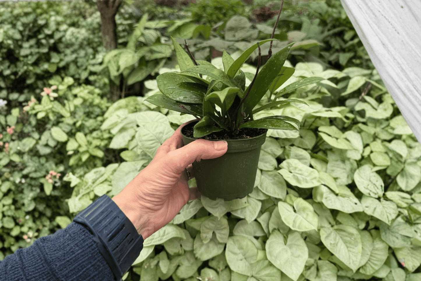 2 Exact Hoya parasitica 'Splash' Live Plants in 4-Inch Pots – Hoya parasitica