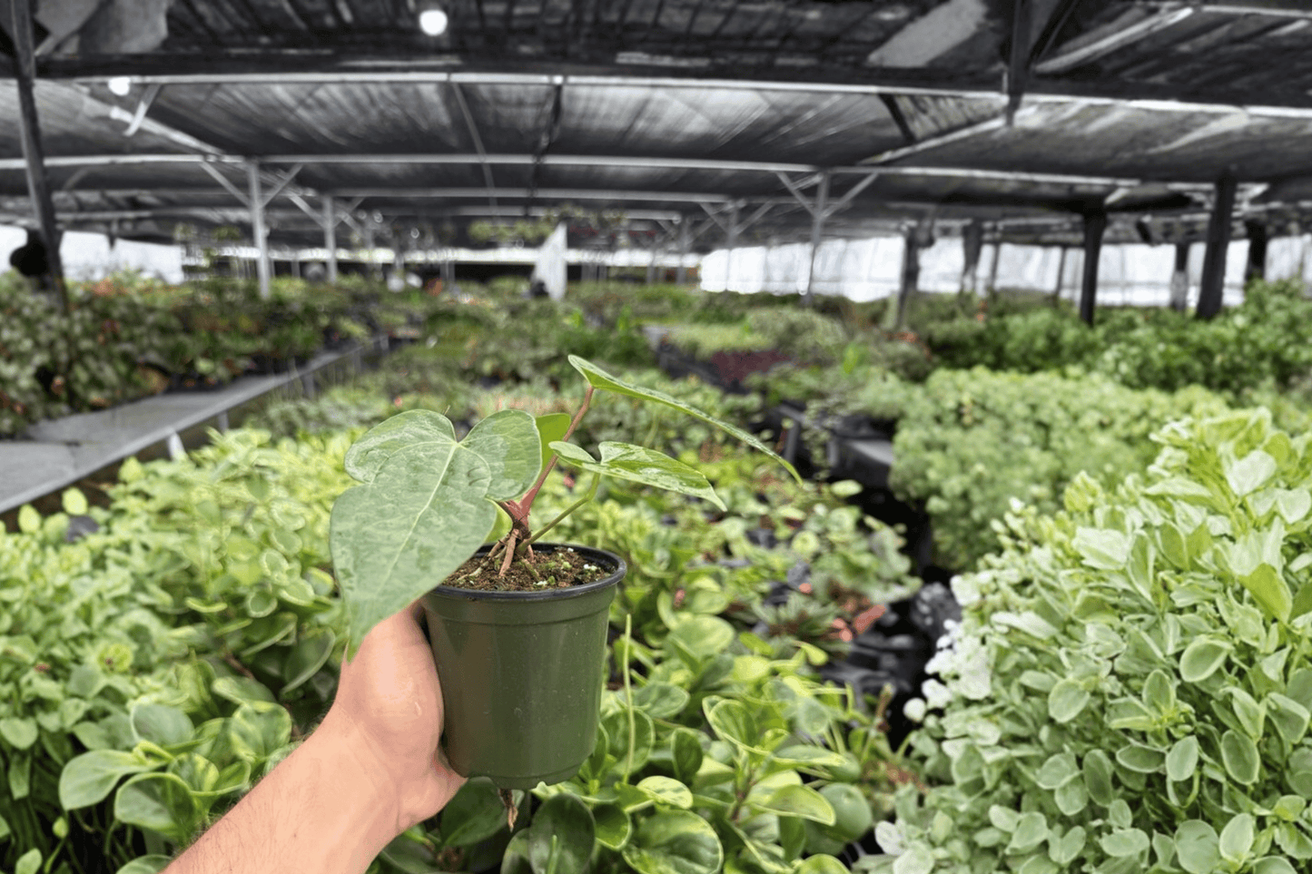 Anthurium Papillilaminum Red x Crystal 2 Exact Live Plants – 4-Inch Pots