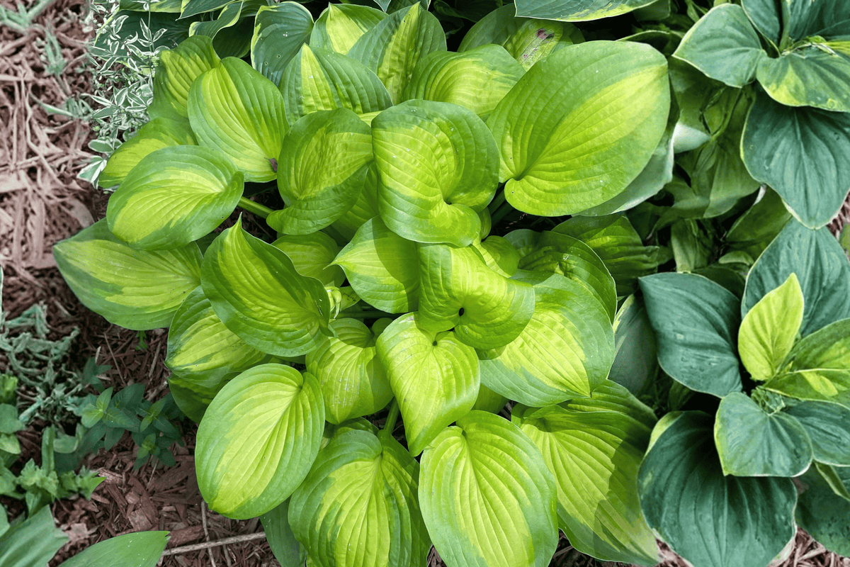 Great Expectations Plantain Lily 1 Live Hosta – Hosta ‘Great Expectations’ – 1 Gallon Pot