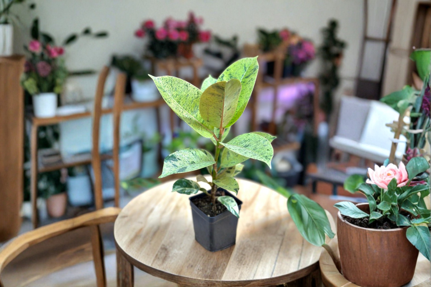 Ficus Shivereana Moonshine Live Plant Variegated Rubber Plant Indoor Tropical Starter Plant Gift