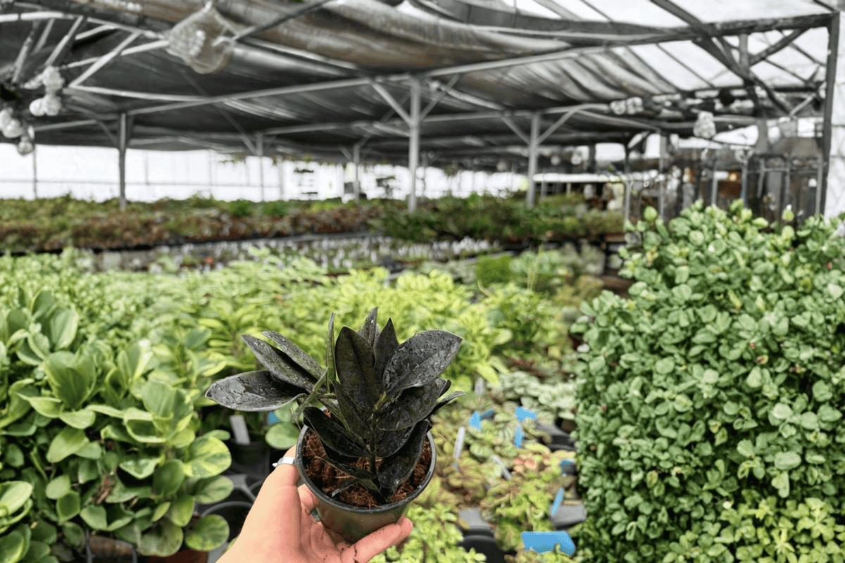 ZZ Black Queen 2 Exact Live Plants – Specific 4-Inch Pots – Zamioculcas zamiifolia ‘Black Queen’