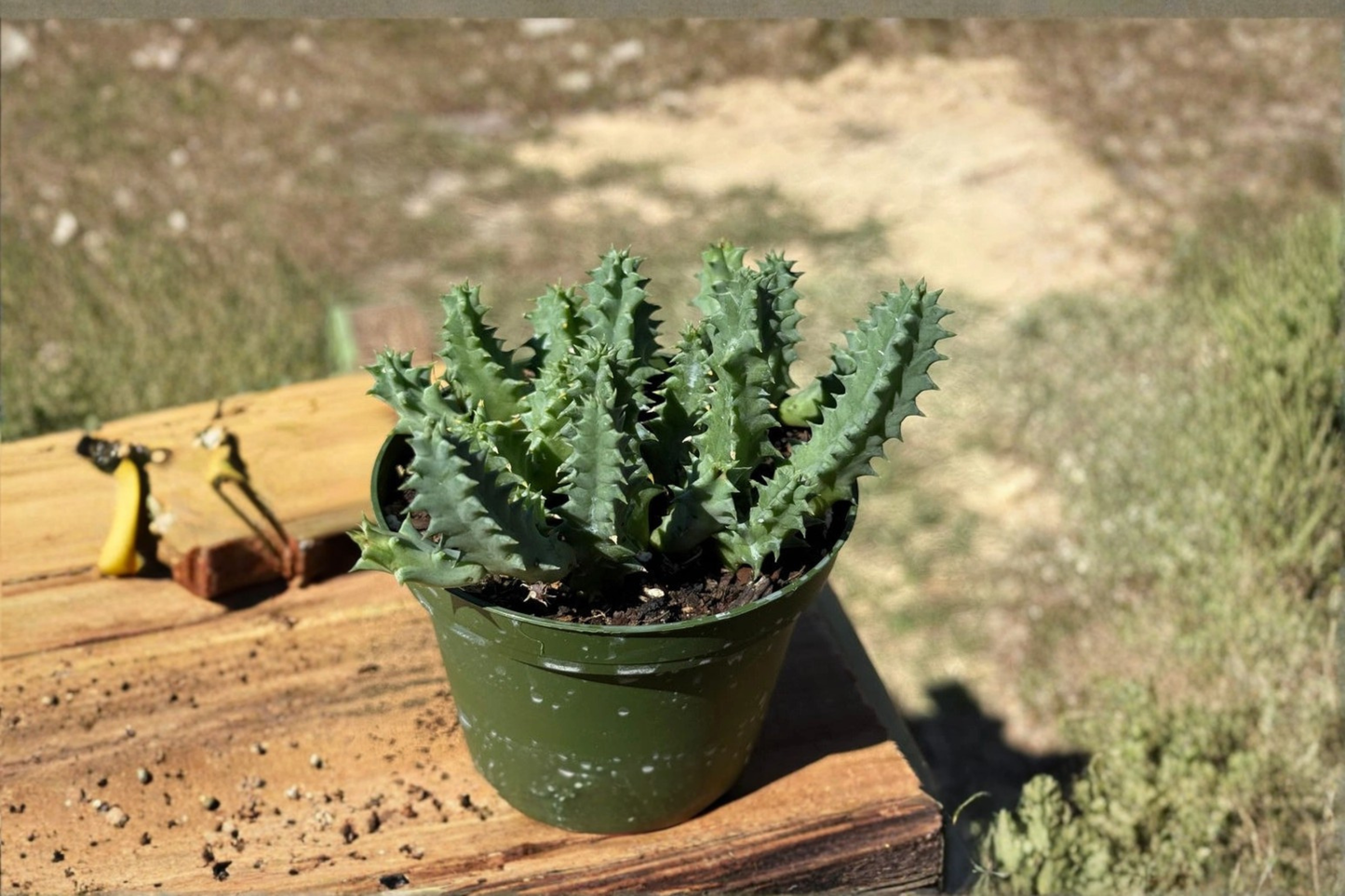 Life Saver Cactus Live Plant Huernia Zebrina Succulent Houseplant in 4 Inch Pot Unique Indoor Desert Plant Gift