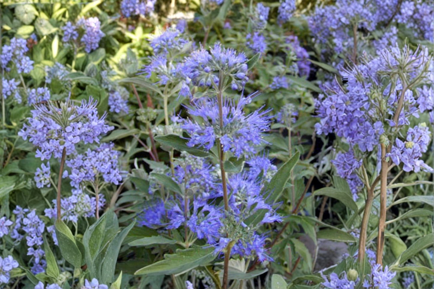 Caryopteris Longwood Blue Live Plant 4 Inch Pot – Bluebeard Shrub with Blue Flowers for Garden Landscape