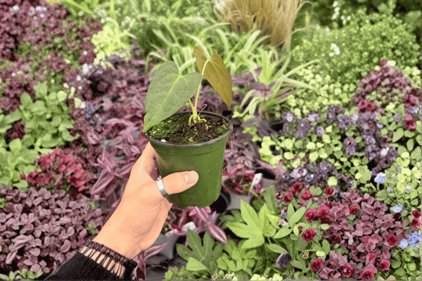 Anthurium Subsignatum x Regale 2 Exact Live Plants – 4-Inch Pots – Anthurium Hybrid