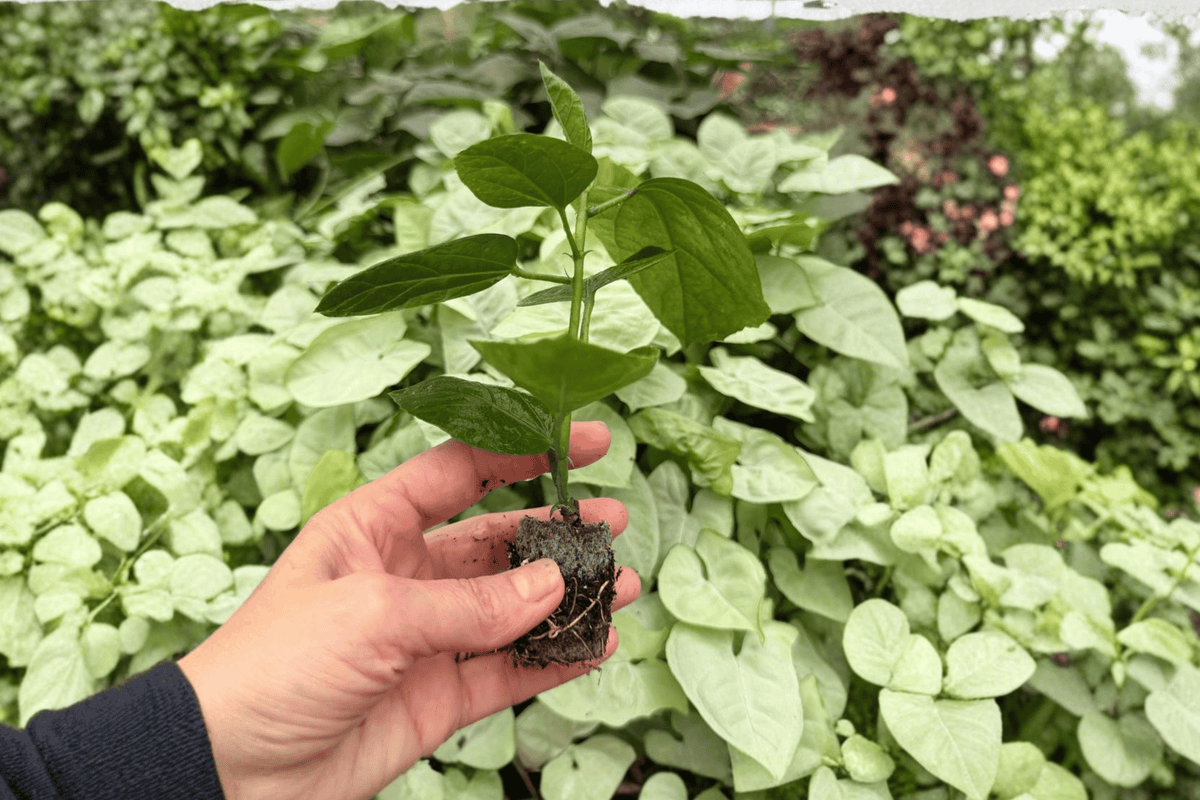 Purple Magic Hibiscus – 2 Exact Live Starter Plants, 2-Inch Cultivation Size – Hibiscus ‘Purple Magic’