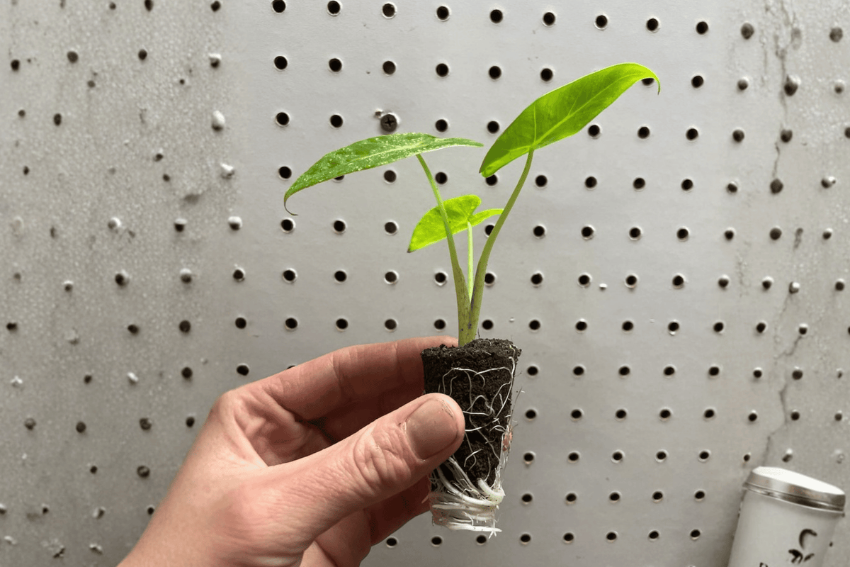 Alocasia Lutea 2 Live Starter Plants – 2-Inch Nursery Size – Alocasia macrorrhizos ‘Lutea’