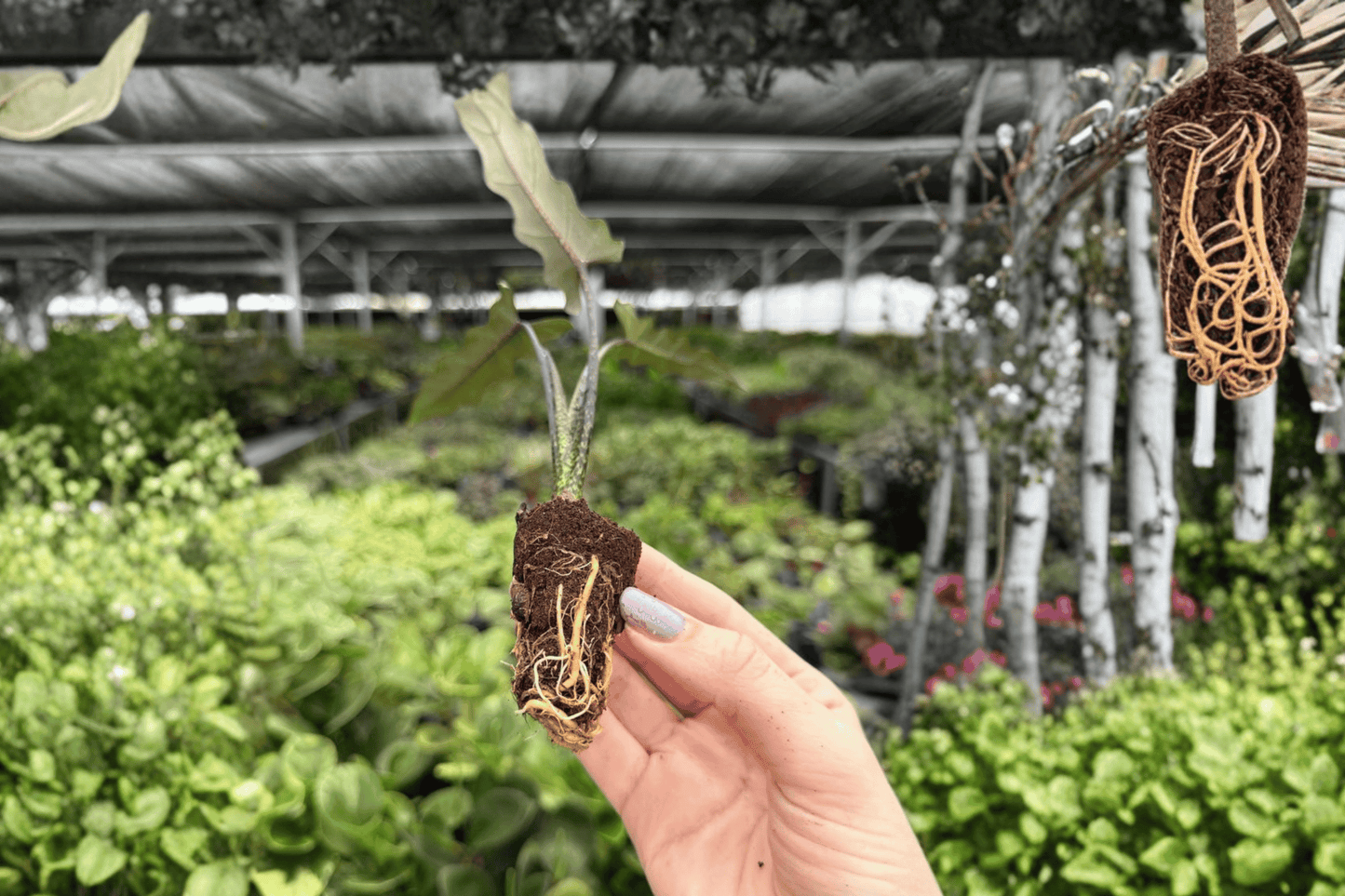 Alocasia Lauterbachiana 2 Exact Starter Live Plants – Plug – Alocasia lauterbachiana