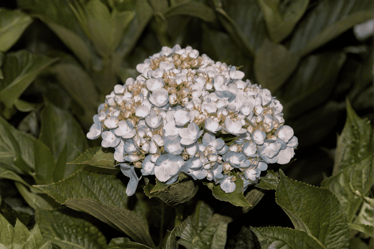 Endless Summer Dreamcloud Bigleaf Hydrangea 1 Live Plant – Hydrangea macrophylla ‘Bailmaceight’ – 3 Gallon Pot