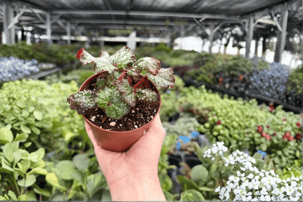 Begonia Harmony’s Cherry Bomb 2 Exact Live Plants – 4-Inch Pots