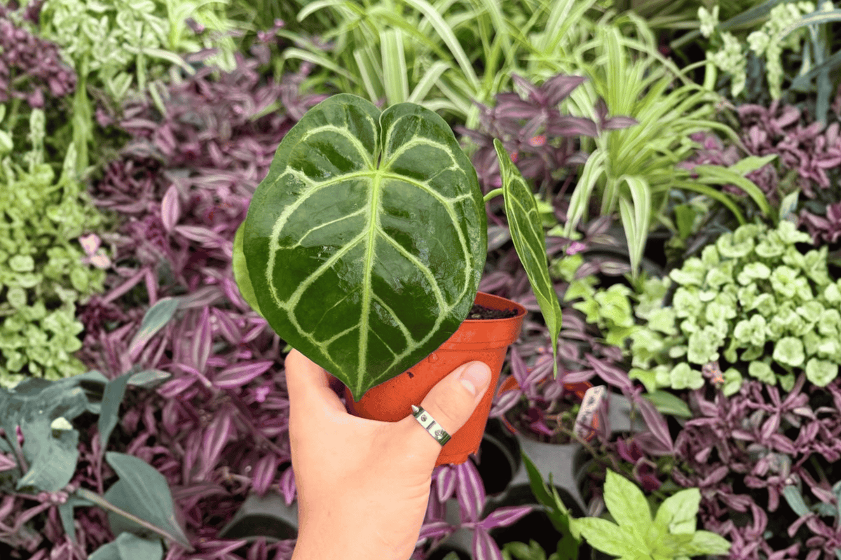 Anthurium MBR × Red Hu 2 Exact Live Plants – Specific 4” Size