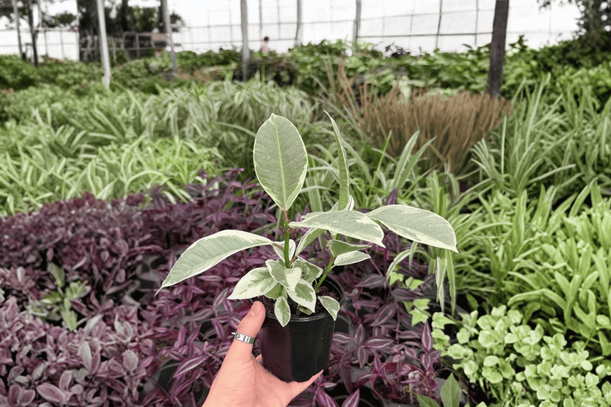 Ficus Tineke 2 Exact Live Plants – 4-Inch Pots – Ficus elastica ‘Tineke’
