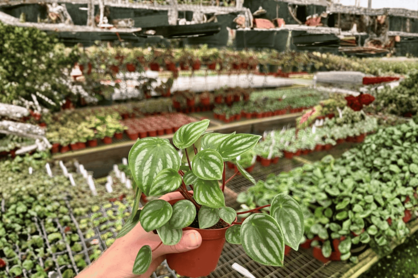 2 Watermelon Peperomia Live Plants – 4-Inch Pots – Peperomia argyreia