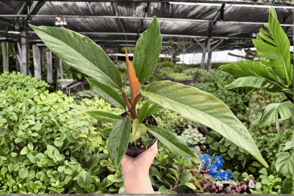 Philodendron Pluto ‘Choco Empress’ 2 Exact Live Plants – Specific 4-Inch Pots – Philodendron ‘Pluto’
