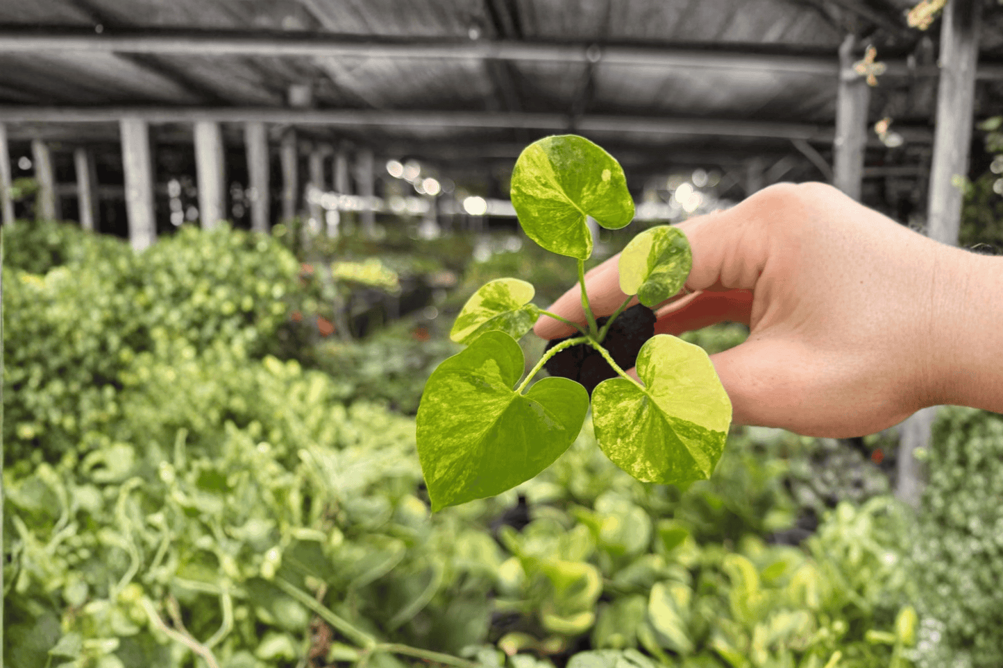 2 Exact Philodendron Selloum Aurea Starter Plants in Plug – Thaumatophyllum bipinnatifidum 'Aurea'