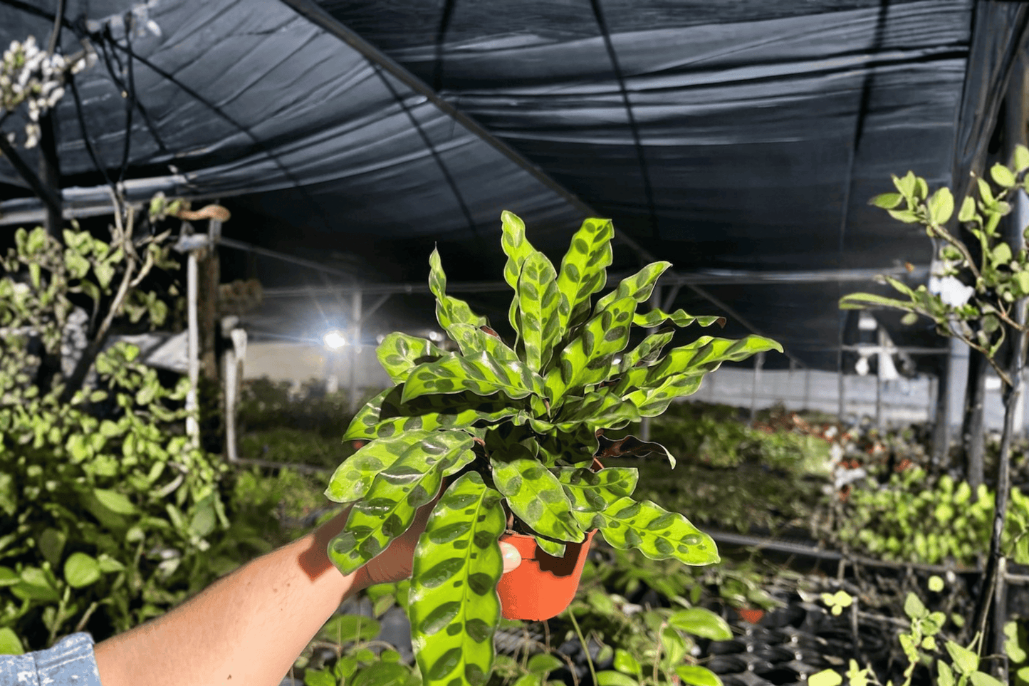 2 Calathea Lancifolia 'Rattlesnake' Live Plants in 4-Inch Pots – Goeppertia insignis